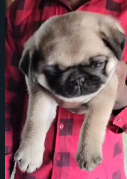 Order Female Pug Puppy from Vizag